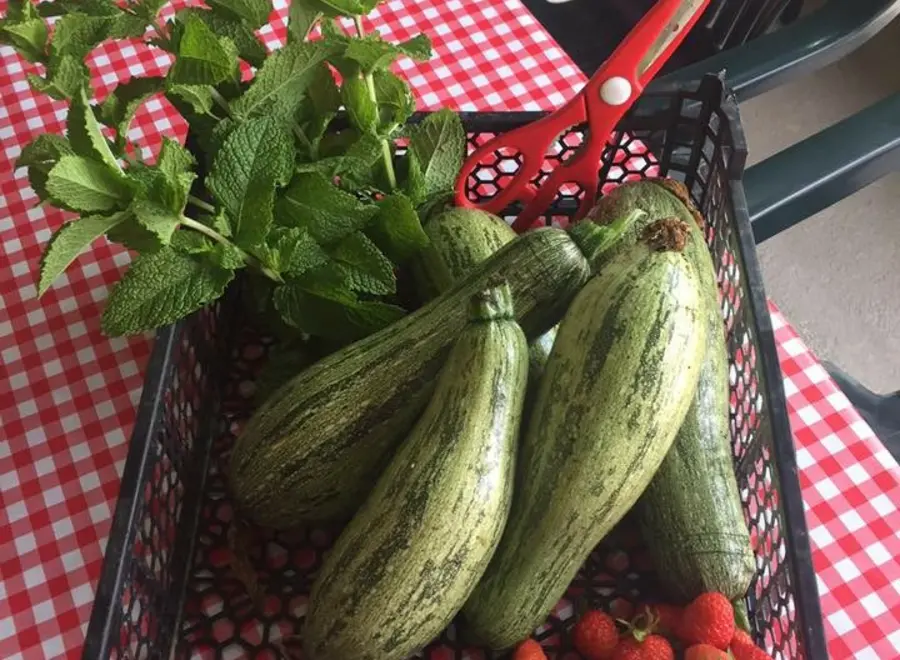 Notre potager